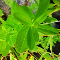 Hypericum ellipticum