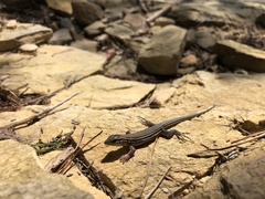 Aspidoscelis sexlineatus