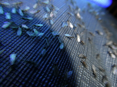 Formicinae