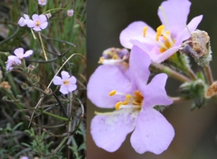 Chaenostoma denudatum