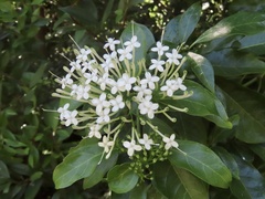 Pavetta hongkongensis