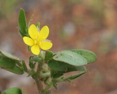 Tribulopis pentandra