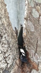 Anoplolepis gracilipes