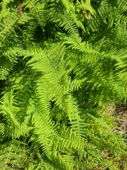 Dennstaedtia punctilobula