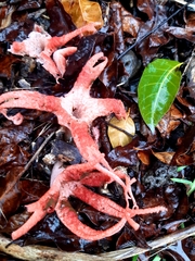 Clathrus archeri