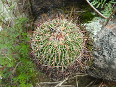 Echinofossulocactus crispatus