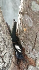 Anoplolepis gracilipes