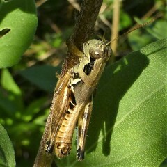 Melanoplus glaucipes