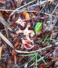 Clathrus archeri