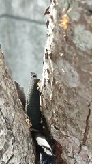 Anoplolepis gracilipes