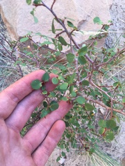 Amelanchier utahensis