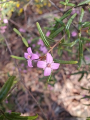 Boronia ledifolia