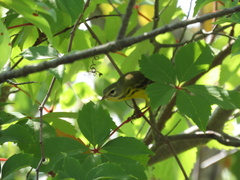 Setophaga discolor