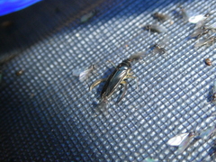 Corixini