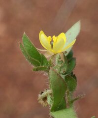 Tribulopis pentandra