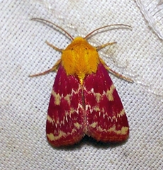 Schinia volupia