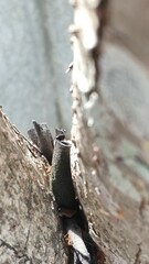 Anoplolepis gracilipes