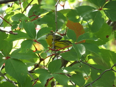 Setophaga discolor