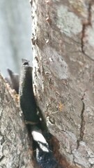 Anoplolepis gracilipes