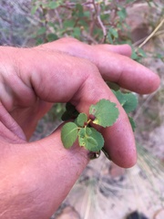Amelanchier utahensis