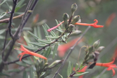 Anisacanthus quadrifidus