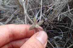 Crassula pubescens
