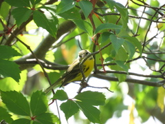Setophaga discolor