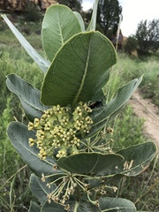 Asclepias latifolia