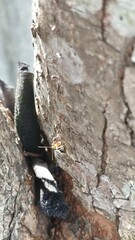 Anoplolepis gracilipes