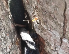 Anoplolepis gracilipes