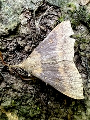 Renia discoloralis