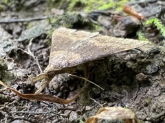 Renia discoloralis