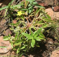 Tribulopis pentandra