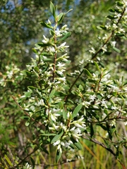 Styphelia mutica