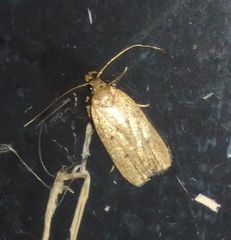 Psilocorsis reflexella