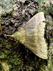 Renia discoloralis