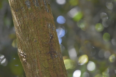 Draco maculatus haasei