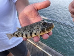 Sphoeroides maculatus