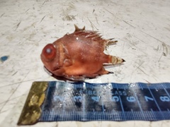 Pristigenys serrula