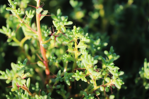 Sclerolaena intricata, 2022-06-18