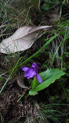 Roscoea forrestii