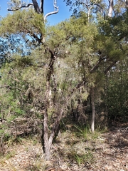 Leptospermum trinervium