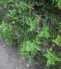 Astragalus americanus