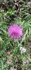 Cirsium wheeleri