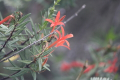 Anisacanthus quadrifidus