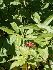 Sorbus scopulina