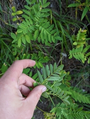 Astragalus americanus