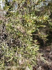 Leptospermum trinervium