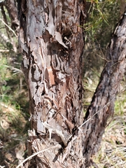 Leptospermum trinervium