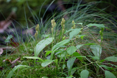 Liparis loeselii